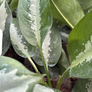 Aglaonema 'Pattaya', M15.