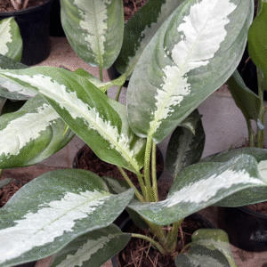 Aglaonema Pattaya, M15.