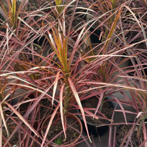 Marginata tricolor, M15.
