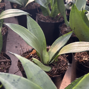 Sansevieria Plateada, M12.
