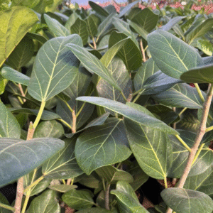 Ficus Audrey, 3 lts.