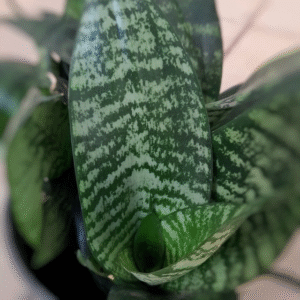 Sansevieria Enana, M12.