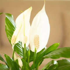 Spatyfilium Imperial, M24.