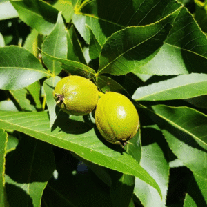 Nogal americano - Juglans nigra, 15 lts.