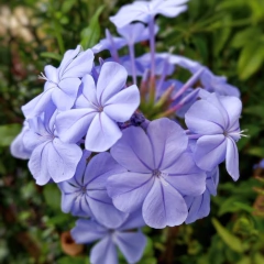 Jazmín del Cielo – Plumbago capensis auriculata, 4 lts.