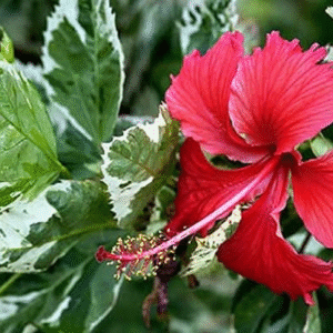 Rosa China – Hibiscus rosa-sinensis, 4 lts.