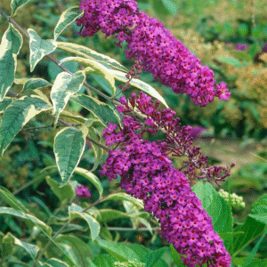 Buddleja davidii, 5 lts.
