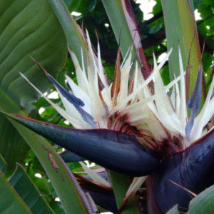 Strelitzia nicolai - Ave del Paraíso Blanca, 15 lts.