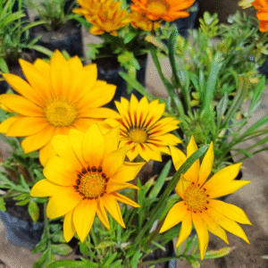 Gazania, M12.