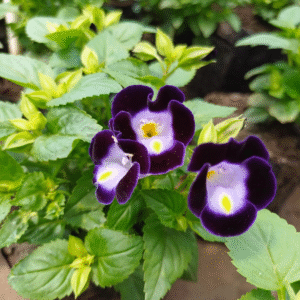 Torenia, M12.