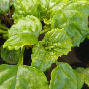 Dólar Verde - Plectranthus verticillatus, M12.