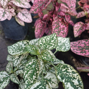 Paleta de Pintor - Hypoestes phyllostachya, M12.