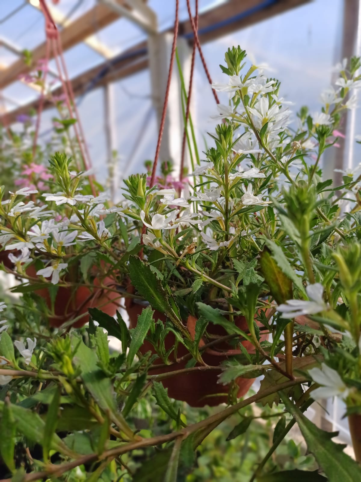 Scaevola, bols. - Image 2