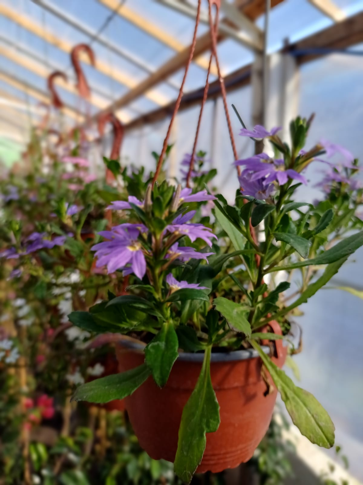 Scaevola, bols. - Image 3