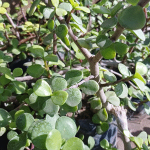 Monedita - Portulacaria afra, M12.