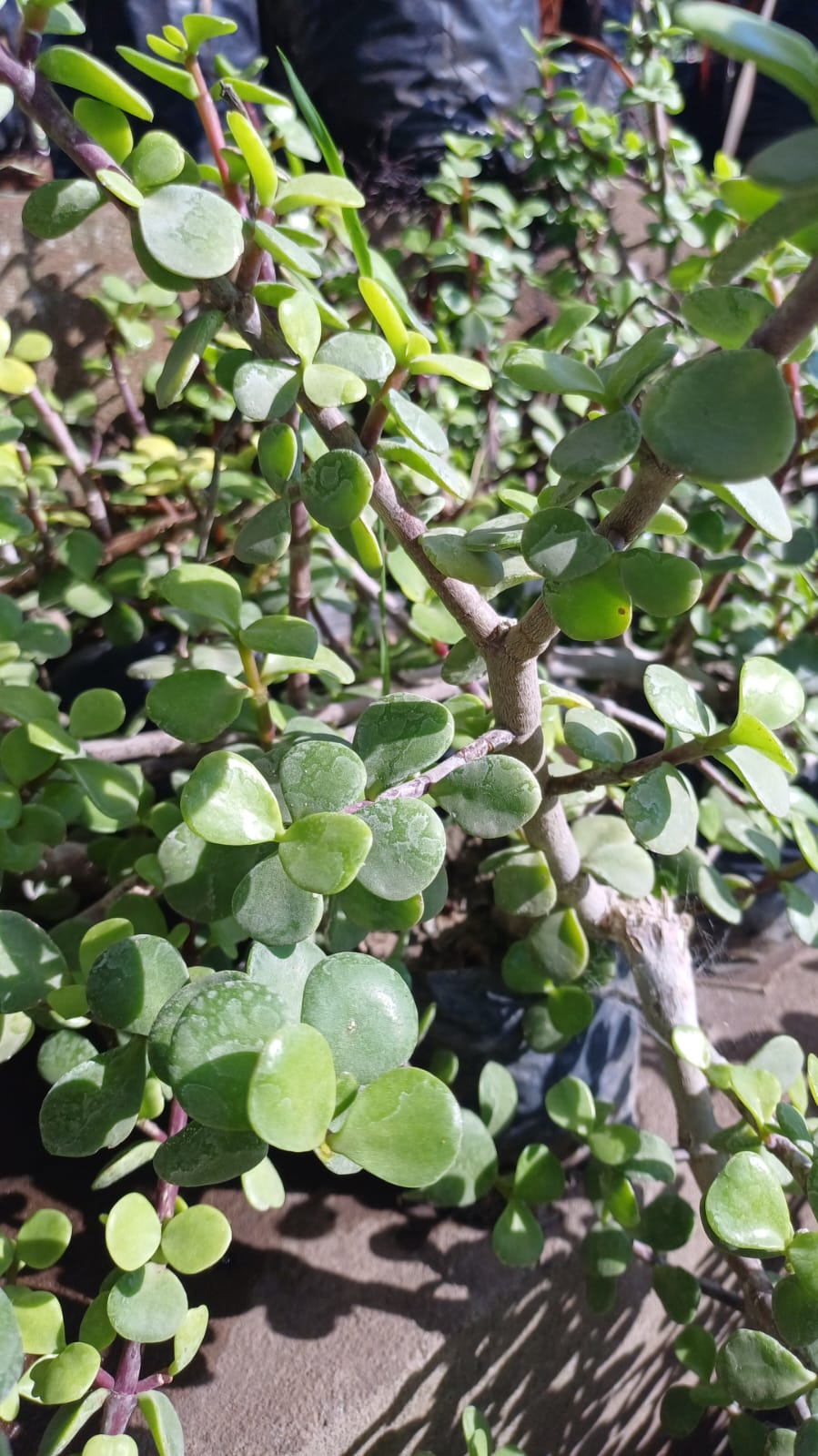 Monedita - Portulacaria afra, M12.