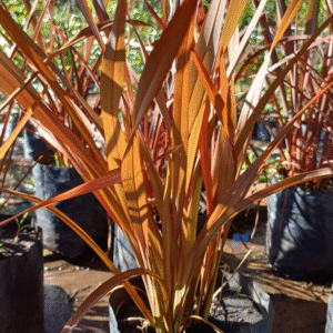 Phormio Rubra Hoja Fina