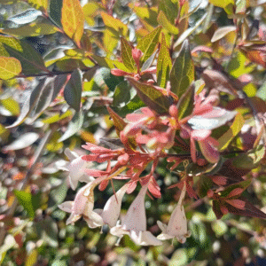 Abelia Grandiflora Amarilla/Aurea, 4 lts.
