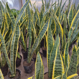 Sansevieria, M12.