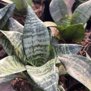 Sansevieria Enana, M12.