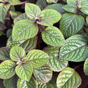 Dólar Negro - Plectranthus ciliatus, M12.