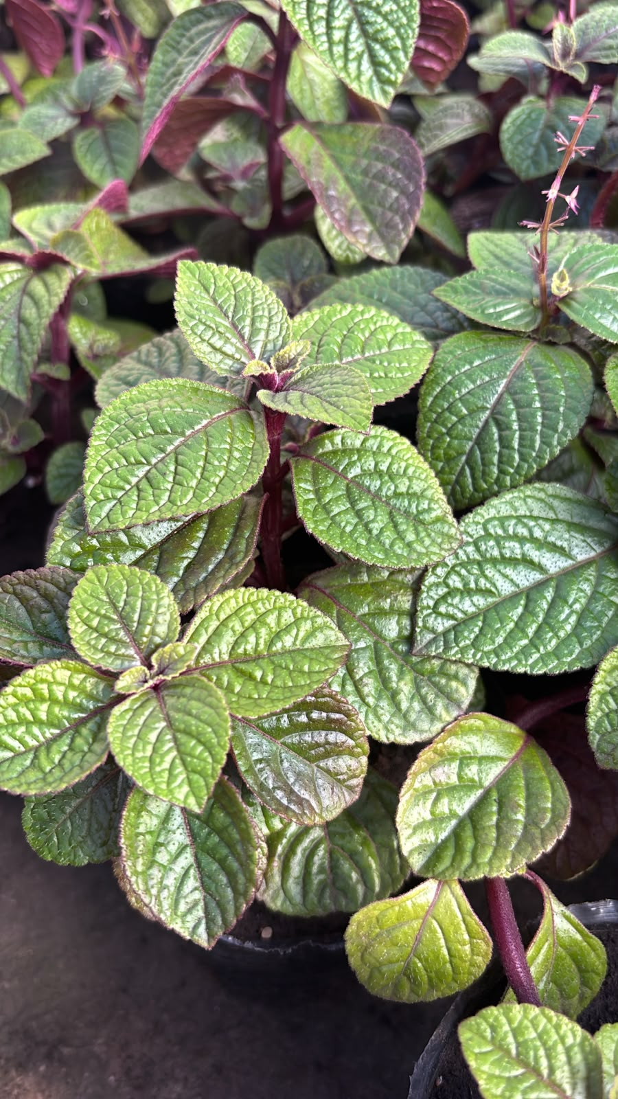 Dólar Negro - Plectranthus ciliatus, M12.