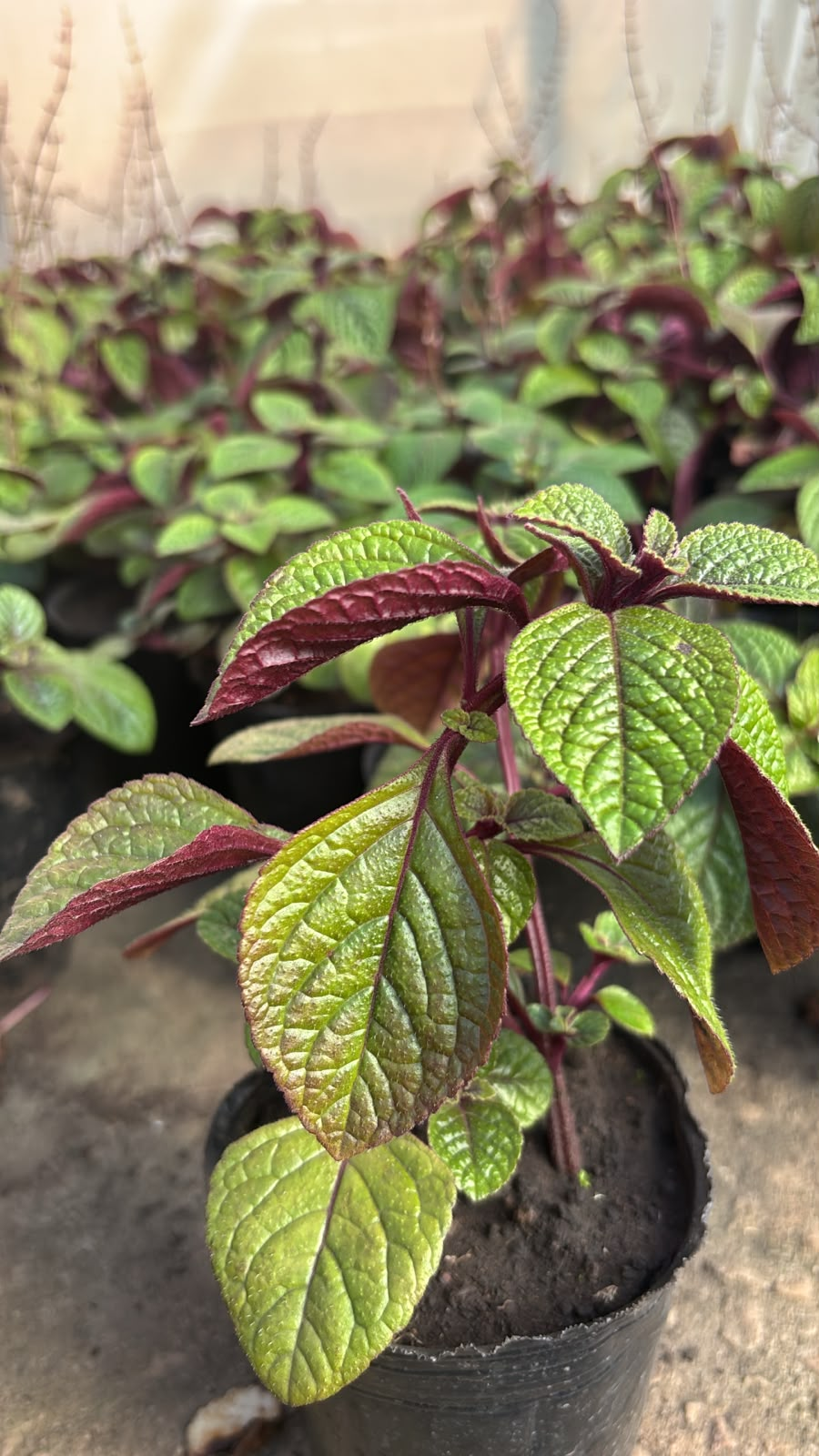 Dólar Negro - Plectranthus ciliatus, M12. - Image 2