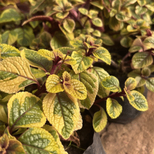 Dólar Variegado - Plectranthus ciliatus, M12.