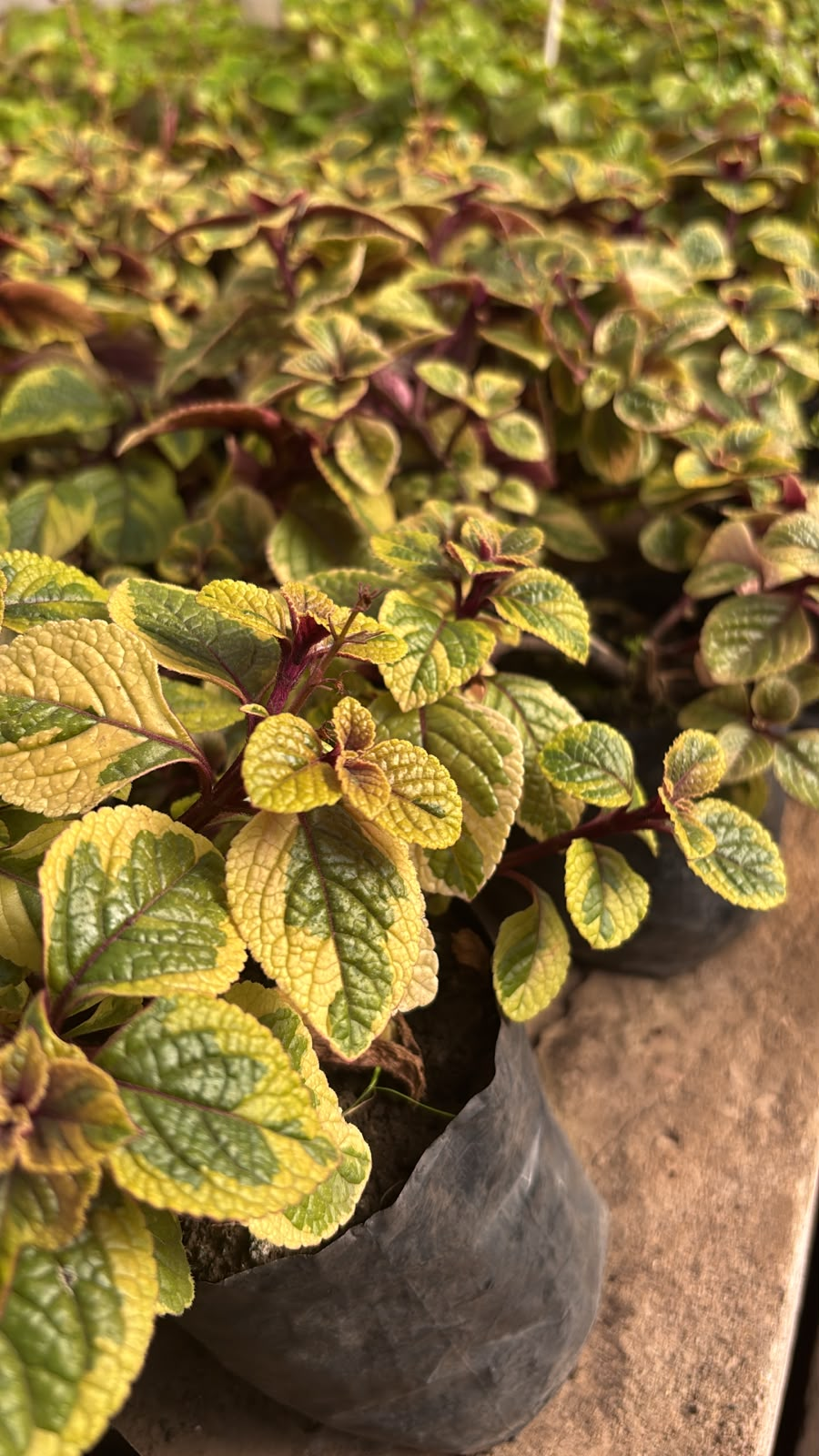 Dólar Variegado - Plectranthus ciliatus, M12.