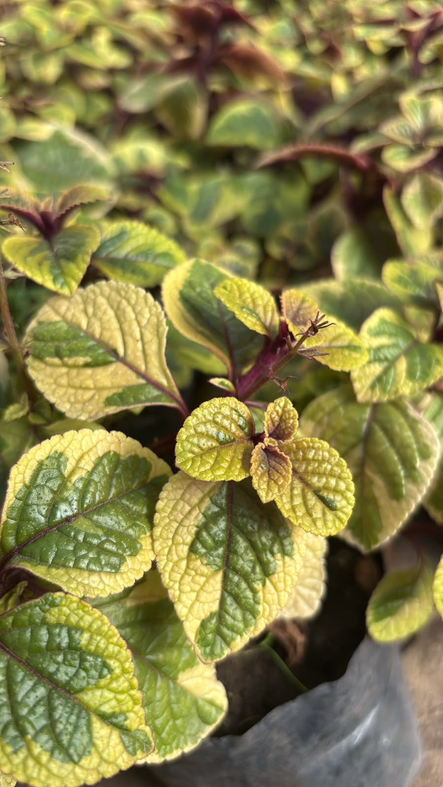 Dólar Variegado - Plectranthus ciliatus, M12. - Image 2