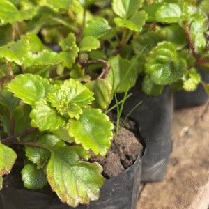 Dólar Verde - Plectranthus verticillatus, M12.