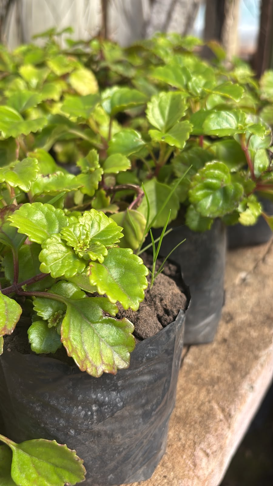 Dólar Verde - Plectranthus verticillatus, M12.