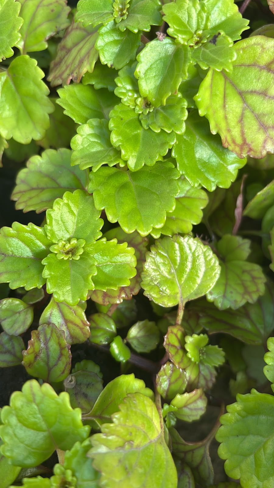 Dólar Verde - Plectranthus verticillatus, M12. - Image 2