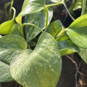 Cordatum Lemon, M12.