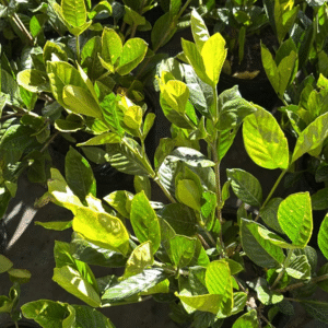 Jazmín del Cabo - Gardenia jasminoides, 10 lts.