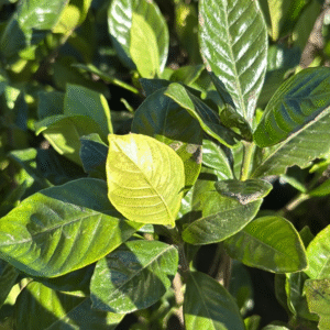 Jazmín del Cabo - Gardenia jasminoides, 7 lts.