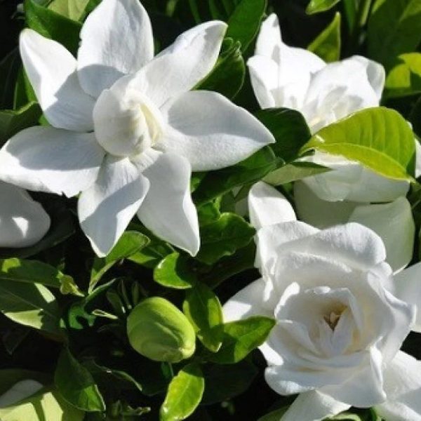 Jazmín Kimura - Gardenia augusta kimura, 3 lts. - Image 2