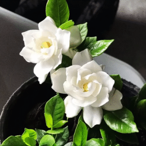 Jazmín Kimura - Gardenia augusta kimura, 3 lts.