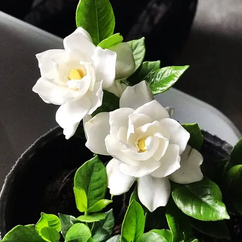 Jazmín Kimura - Gardenia augusta kimura, 3 lts.
