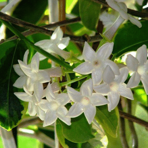 Jazmín de Madagascar – Stephanotis floribunda.