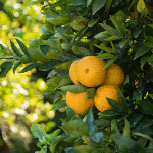 Mandarina Okitsu - Citrus unshiu