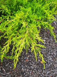 Cedro Amarillo - Juniperus Old Gold, 3 lts.