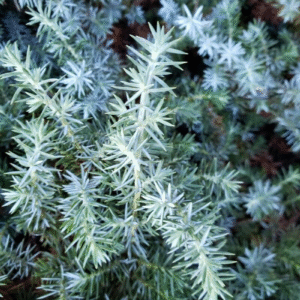 Cedro Azul - Juniperus Blue Chip, 3 lts.