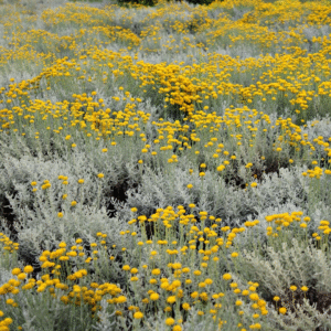 Curry - Helichrysum italicum, M12.