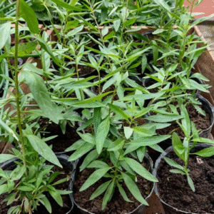 Burrito - Aloysia polystachya, M12.