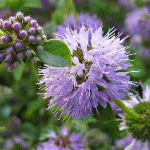 Poleo - Mentha pulegium, M12.
