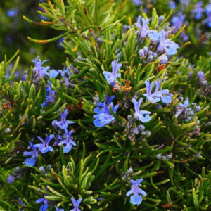 Romero Rastrero – Rosmarinus officinalis ‘Repens’, M12.