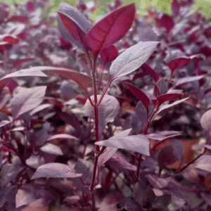 Alternanthera – Alternanthera brasiliana, M12.