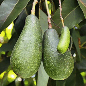 Palta Torre Injertada - Persea americana 'Mill', 4 lts.