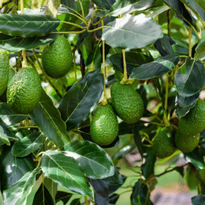 Palta Hass Injertada - Persea americana 'Hass', 4 lts.
